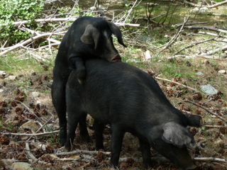 Cochons.jpg
