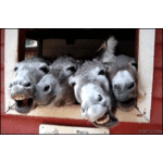 jaif72-71945.gif